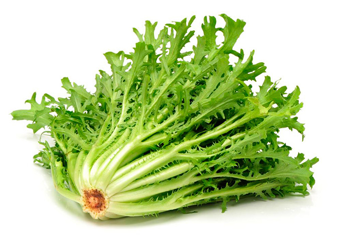 CHICORIA
